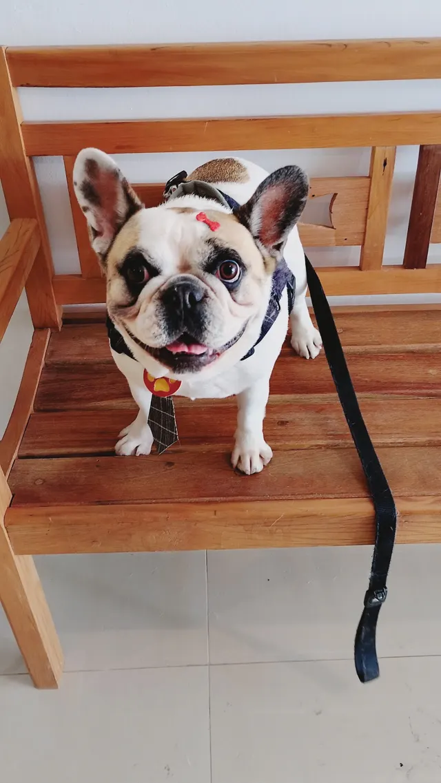 Buldogue francês preto e branco, de guia, em pé num banco de madeira